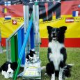 Keep (Vini x KNoxx) competed at the international competition Border Collie Agility Meeting (BAM) where he qualified for the final. Teresa and Keep were stars at the finals and finished second […]