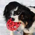 Mens jeg får redigeret i alle videoerne, kommer her lige lidt billeder af hundene i sneen. Det er første gang Vini ser sne, og først gik hun lidt sjovt, men […]