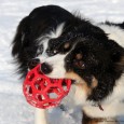 Mens jeg får redigeret i alle videoerne, kommer her lige lidt billeder af hundene i sneen. Det er første gang Vini ser sne, og først gik hun lidt sjovt, men [&hellip;]