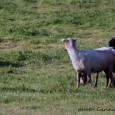 Last year my goal was to start Sookie in a herding trial this year – but since Sookie only has been out herding a few times since June last year […]