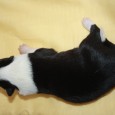 Vini is taking very good care of the puppies and puppies are growing as expected. The puppies are very lively and already crawling around in the box – one of the […]