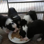 puppies like the real food :-)