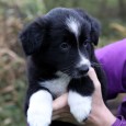Mette and I went to visit the puppies (I had also planned to go two weeks ago but then my car got dented and was at the workshop for more […]