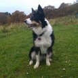 Idag fylder min super dejlige Sookie 3 år. Både tiden og Sookie flyver afsted – og Sookie valgte at fejre sin fødselsdag ved at sætte rekord i at inspicere flest [&hellip;]
