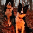 The sun was setting and the colours in the wood whas just so amazing – I captured this photo today of my Golden Girls 😀 Solen var ved at gå […]