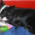 On the 25th of September, Vini fetched a toy and brought it to her box – Jette took it away, and but Vini found it and brought it back in […]