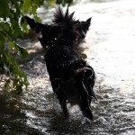 Sookie