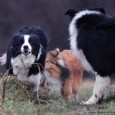 Igår var vi ude at gå en tur med Vini’s venner. Vi har været så heldige at finde nogle andre jævnaldrende border collie hvalpe, som vi af og til mødes [&hellip;]