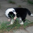 Puppies are thriving and growing as expected. They are very mobile now and are running around and playing most of the time. Today they have explored a new place – […]