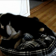 Sookie og Vini er nu begyndt at lege rigtigt godt sammen. Sookie er så glad for Vini – og omvendt. Det er så dejligt 🙂 -::- -::- -::- -::-  English […]
