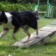 Sookie er begyndt at strække mere ud, når hun løber over balancen – så nu rammer hun praktisk talt altid med bagbenene 20 cm nede på feltet på de lange […]