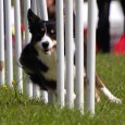 Gosh, time flies.. so far this year Sookie has participated in four agility competitions. Here’s a short update on each competition. Zagorje, Slovenia This was actually the first time running […]