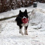 Sookie - boing boing :-)