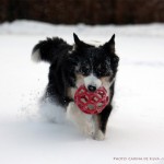 Sookie