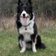 Sookie’s birthday It is Sookie’s birthday and she is turning 4 today – happy birthday to my dear sweet Sookie 😀